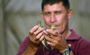 José Villeda tient un bébé crocodile à Barra de Santiago, au sud-ouest du Salvador, le 23 juin 2015