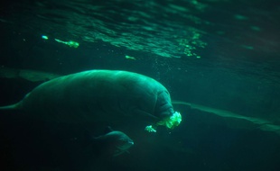 Le lamantin Tinus, au zoo de Vincennes.