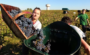 Les vendanges battent leur plein au château Haut-Brion à Pessac.