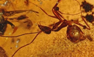 La découverte en Inde de dépôts ambrifères vieux de 50 millions d'années et contenant des centaines d'insectes comme des abeilles remettent en question l'hypothèse selon laquelle le sous-continent était alors séparé de l'Asie, selon des travaux publiés lundi.