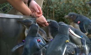 15 pingouins ont survécu à l'attaque du renard au zoo de Melbourne.