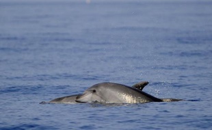 L'organisation Sea Shepherd renforce sa flotte contre le massacre de dauphins dans les Iles Féroé