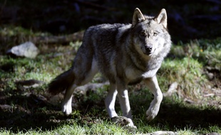 Un loup dans le parc du Mercantour, le 13 novembre 2013