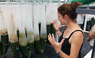 A Strasbourg, Des micro-algues et spiruline éco-conçues en récupérant les nutriments de l'industrie voisine.