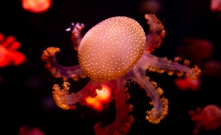Une méduse photographiée dans un aquarium en Thaïlande.