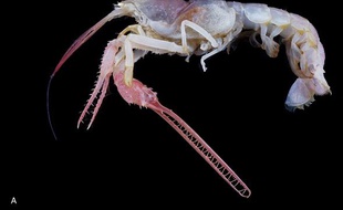 La «langoustine terrifiante» découverte aux Philippines en 2007.