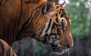 Le tigre du bengale est une espèce menacée dans le monde.