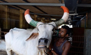 Un Indien prend soin le 8 juin 2015 d'un boeuf dans un refuge pour vaches sacrées, le Shree Gopala Gaushala, près de New Delhi