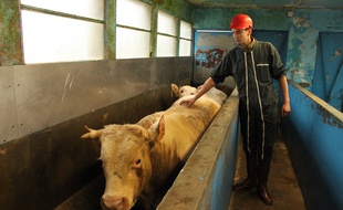 Nicolas, bouvier à l'abattoir d'Autun, le 7 mars 2016.