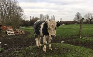 Un veau du troupeau, soupçonné de maltraitance, dans une ferme de Wambrechies, dans le Nord.
