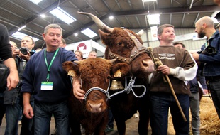 Des éleveurs ont présenté leurs vaches Salers au ministre de l'Agriculture à Rennes.