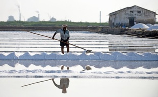 Récolte de sel en Inde (image d'illustration).
