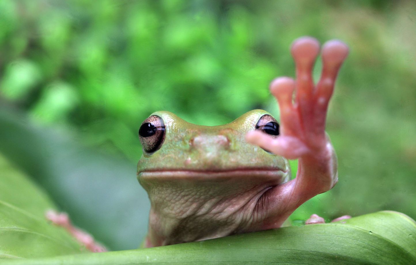 Pourquoi nous, incorrigibles « froggies », devrions arrêter de manger des grenouilles