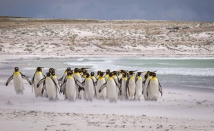 Des manchots empereurs sur la banquise de l'Antarctique, décembre 2016.