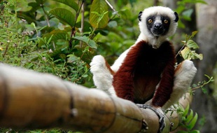 Un lémurien, espèce endémique de Madagascar.