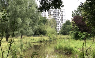 Les zones humides des prairies Saint-Martin, à Rennes, accueillent trop d'eau et seront pompées.