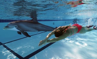 Un robot dauphin pour remplacer les vrais dauphins dans les parcs