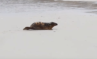 Jeudi 24 mars 2016, trois phoques soignés par Océanopolis, à Brest (Finistère), ont retrouvé le chemin de l'océan.