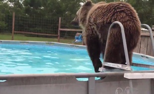 Un ours pique une tête dans une piscine.