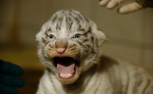 Les bébés tigres sont deux mâles, appelés Aran et Hyun, et une femelle, Fouyou.