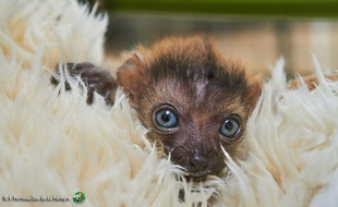 Le petit lémur aux yeux bleus est pris en charge par des soigneurs à la nurserie du zoo.