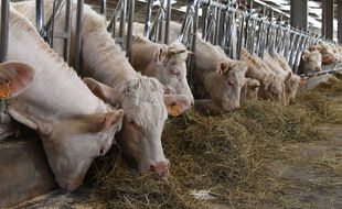 La Fédération nationale bovine (FNB) a récemment calculé qu’un éleveur bovin avait gagné en moyenne 8.000 euros en 2020, soit moins de 700 euros par mois.