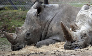 Bruno, à gauche, et Gracie, à droit, les deux derniers rhinocéros à vivre au zoo de Thoiry.