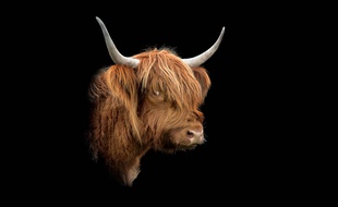 Le taureau de race highland Hollande vous salue bien.