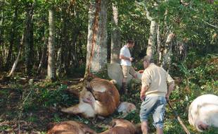 Les cadavres de vaches et de veaux au pied de l'arbre.