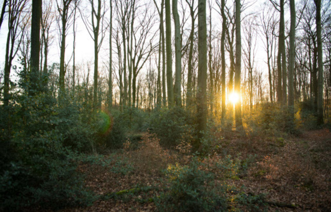 Allemagne : Des arbres à la mémoire de victimes du nazisme vandalisés