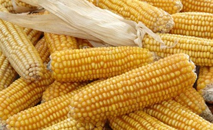 Du maïs OGM de Monsanto MON 810.