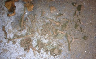 En faisant des travaux dans sa cave, un couple de Lillois est tombé sur des ossements, vraisemblablement humains.