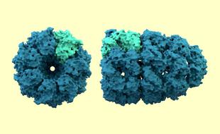 Structure cristallographique d'une protéine chaperonne (PDB 1AON10)