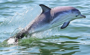 Un dauphin au large de Melbourne, le 14 décembre 2010.