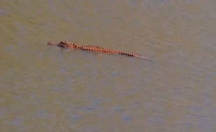 Un alligator orange a été trouvé dans les eaux de Caroline du Sud