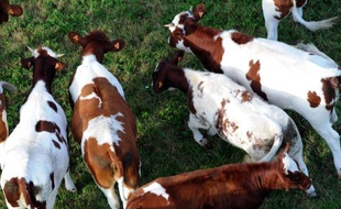Des vaches