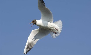 Une mouette rieuse.