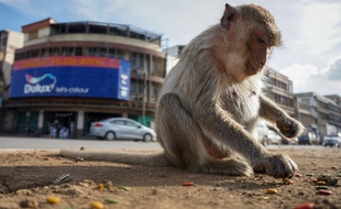 Un macaque dans la "ville des singes" en Thaïlande, le 20 juin 2020.