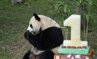 Bei Bei avait déjà eu droit à un beau gâteau pour son premier anniversaire.