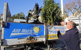 Un employé de mairie ramasse un sapin de Noël après les fêtes.