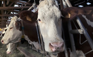 Illustration de vaches de race montbéliarde.