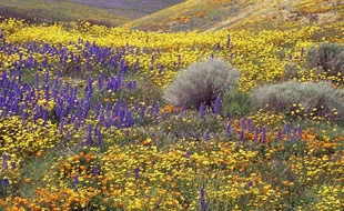 Champ de fleurs sauvages en Californie.