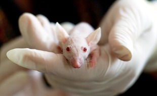 Des images ont été diffusées par l'ONG Cruelty Free International.