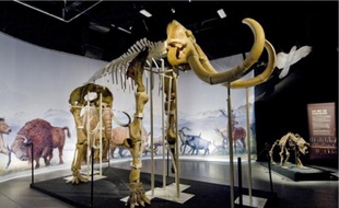 L'exposition propose notamment la reconstitution d'un mammouth de 4,50 m de haut.