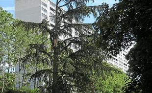 Onze hectares ont été réaménagés.
