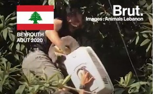 L'association Animals Lebanon se mobilise pour sauver les animaux de compagnie.