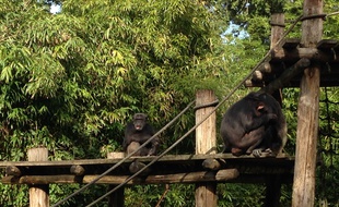 Les chimpanzés du zoo de la Flèche