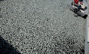 Des sardines mortes, flottant dans la marina de Redondo Beach, en Californie.