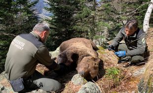 La dépouille de l'ours Cachou entouré d'agents spécialisés du Conseil général du Val d'Aran, en Espagne, lors de sa découverte.
