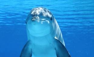 La mort du dauphin a pu être causée par sa pêche accidentelle.